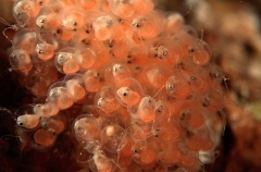 Smooth Anglerfish (Phyllophryne scortea)
