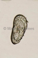 Plankton. Ostracod crustacean. Plankton. Ostracod crustacean.