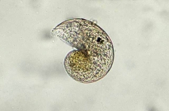 Plankton. Mollusc (shell) Plankton. Mollusc (shell)