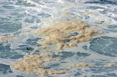 Surface foam formed by storm and wave action. Made up of diatoms and plankton. Surface foam formed by storm and wave action. Made up of diatoms and plankton.