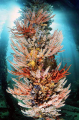 Pier pylons covered in various soft corals and invertebrates. Pier pylons covered in various soft corals and invertebrates.