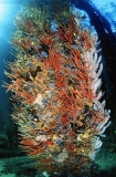 Pier pylons covered in various soft corals and invertebrates. Pier pylons covered in various soft corals and invertebrates.