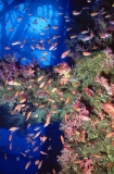 Pylons on offshore oil rig with soft corals and Anthias reef fish. Pylons on offshore oil rig with soft corals and Anthias reef fish.