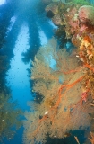 Pier pylons covered in soft corals, gorgonian sea fans and other tropical sessile animals and plants. Pier pylons covered in soft corals, gorgonian sea fans and other tropical sessile animals and plants.