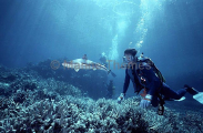 Piked Spurdog (Squalus megalops) Piked Spurdog (Squalus megalops)