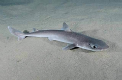 Piked Spurdog (Squalus megalops) Piked Spurdog (Squalus megalops)