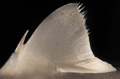 Piked Spurdog (Squalus megalops) Piked Spurdog (Squalus megalops)