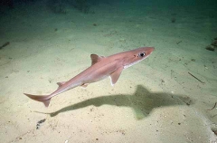 Piked Spurdog (Squalus megalops) Piked Spurdog (Squalus megalops)