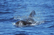 Short-finned Pilot Whale (Globicephala macrorhynchus) Short-finned Pilot Whale (Globicephala macrorhynchus)