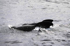 Long-finned Pilot Whales (Globicephala melaena) Long-finned Pilot Whales (Globicephala melaena)