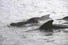 Long-finned Pilot Whales (Globicephala melaena) Long-finned Pilot Whales (Globicephala melaena)