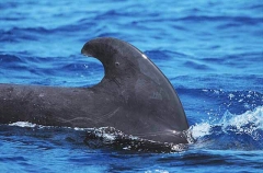 Short-finned Pilot Whale (Globicephala macrorhynchus) Short-finned Pilot Whale (Globicephala macrorhynchus)