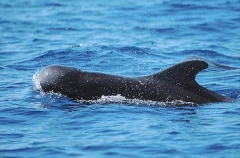 Short-finned Pilot Whale (Globicephala macrorhynchus) Short-finned Pilot Whale (Globicephala macrorhynchus)