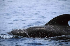 Short-finned Pilot Whale (Globicephala macrorhynchus) Short-finned Pilot Whale (Globicephala macrorhynchus)