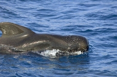 Short-finned Pilot Whale (Globicephala macrorhynchus) Short-finned Pilot Whale (Globicephala macrorhynchus)