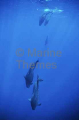 Short-finned Pilot Whales (Globicephala macrorhynchus) Short-finned Pilot Whales (Globicephala macrorhynchus)