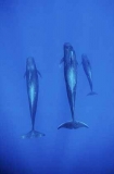 Short-finned Pilot Whales (Globicephala macrorhynchus) Short-finned Pilot Whales (Globicephala macrorhynchus)