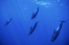 Short-finned Pilot Whales (Globicephala macrorhynchus) Short-finned Pilot Whales (Globicephala macrorhynchus)