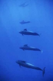 Short-finned Pilot Whales (Globicephala macrorhynchus) Short-finned Pilot Whales (Globicephala macrorhynchus)