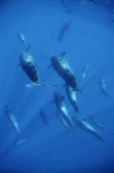 Short-finned Pilot Whale (Globicephala macrorhynchus) Short-finned Pilot Whale (Globicephala macrorhynchus)