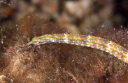 Shultz's Pipefish (Corythoichthys schultzi) Shultz's Pipefish (Corythoichthys schultzi)