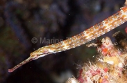 Shultz's Pipefish (Corythoichthys schultzi) Shultz's Pipefish (Corythoichthys schultzi)