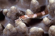 Brown-banded Pipefish (Corythoichthys amplexus) Brown-banded Pipefish (Corythoichthys amplexus)
