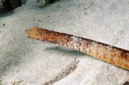 Rhino Pipefish (Histiogamphelus cristatus) Rhino Pipefish (Histiogamphelus cristatus)