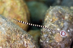 Ringed Pipefish (Doryrhamphus dactyliophorus) Ringed Pipefish (Doryrhamphus dactyliophorus)