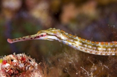 Shultz's Pipefish (Corythoichthys schultzi) Shultz's Pipefish (Corythoichthys schultzi)