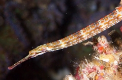 Shultz's Pipefish (Corythoichthys schultzi) Shultz's Pipefish (Corythoichthys schultzi)