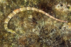 Shultz's Pipefish (Corythoichthys schultzi) Shultz's Pipefish (Corythoichthys schultzi)