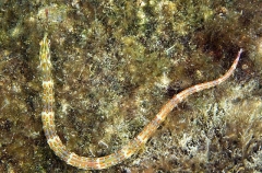 Shultz's Pipefish (Corythoichthys schultzi) Shultz's Pipefish (Corythoichthys schultzi)