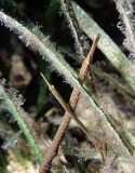 Olive Pipefish ( Stigmatopora olivacea) Olive Pipefish ( Stigmatopora olivacea)