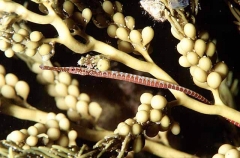 Spotted Pipefish (Stigmatopora argus) Spotted Pipefish (Stigmatopora argus)