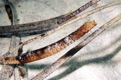 Rhino Pipefish (Histiogamphelus cristatus) Rhino Pipefish (Histiogamphelus cristatus)
