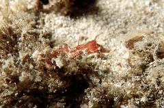 Sydney Pygmy Pipehorse (Idiotropiscis sp.) Sydney Pygmy Pipehorse (Idiotropiscis sp.)