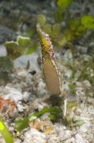 Alligator Pipefish (Syngnathoides biaculeatus)