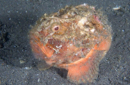 Pitted Stonefish (Erosa erosa) Pitted Stonefish (Erosa erosa)