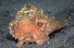Pitted Stonefish (Erosa erosa) Pitted Stonefish (Erosa erosa)