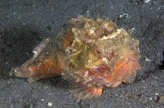 Pitted Stonefish (Erosa erosa) Pitted Stonefish (Erosa erosa)