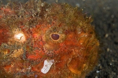 Pitted Stonefish (Erosa erosa) Pitted Stonefish (Erosa erosa)