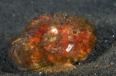 Pitted Stonefish (Erosa erosa) Pitted Stonefish (Erosa erosa)