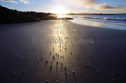 Crab sand castings on beach at sunset. Crab sand castings on beach at sunset.