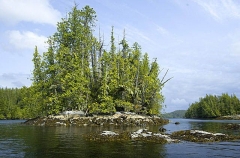 Tremble Island in the center of Nakwakto Rapids where the tidal current may run over 15 knots. Tremble Island in the center of Nakwakto Rapids where the tidal current may run over 15 knots.