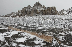 Beach on Antarctic island with jawbone of Humpback Whale (Megaptera novaeangliae) Beach on Antarctic island with jawbone of Humpback Whale (Megaptera novaeangliae)