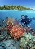 Soft Corals (Dendronephthya sp.) Soft Corals (Dendronephthya sp.)