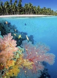 Gorgonian Sea Fans (Melithaea sp.) Gorgonian Sea Fans (Melithaea sp.)