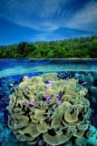 Coral reef scene. Coral reef scene.