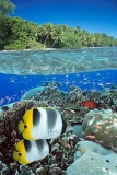 Coral reef scene with Double-saddle Butterflyfish (Chaetodon ulietensis) Coral reef scene with Double-saddle Butterflyfish (Chaetodon ulietensis)
